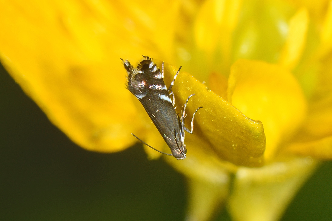 Glyphipterigidae: Glyphipterix simplicella